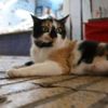 Vali yardımcılarının 'kedi' tartışması mahkemelik oldu Vali yardımcılarının 'kedi' tartışması mahkemelik oldu