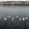 (Özel) İzmit Körfezi, kuş cenneti haline geldi (Özel) İzmit Körfezi, kuş cenneti haline geldi