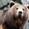 Rüyada ayı görmek nasıl yorumlanır? Rüyada ayı görmek ne anlama gelir? Rüyada ayı görmek nasıl yorumlanır? Rüyada ayı görmek ne anlama gelir?