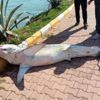 Antalya'da köpek balığı kıyıya vurdu