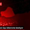 Annesi ölen tayı biberonla besliyor Annesi ölen tayı biberonla besliyor