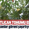 Görenler hayrete düşüyor! Patlıcan tohumu ekti beklenmedik bir şeyle karşılaştı! Dalın bir tarafında... Görenler hayrete düşüyor! Patlıcan tohumu ekti beklenmedik bir şeyle karşılaştı! Dalın bir tarafında...