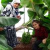 (Özel) Kazdağı muzu ilgi görüyor (Özel) Kazdağı muzu ilgi görüyor