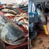 92 kiloluk yayın balığı yakalandı 92 kiloluk yayın balığı yakalandı
