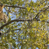 Leoparın zorlu maymun imtihanı Leoparın zorlu maymun imtihanı