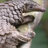 Pangolin nedir? Pangolin pulu nedir? Pangolin nerede yaşar? Pangolin nedir? Pangolin pulu nedir? Pangolin nerede yaşar?