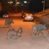 Domuzlar şehir merkezine indi