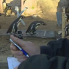 Penguenlerin yürüyüşlerinin peşine düştüler