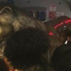 Aslan heykelini metrobüsle taşıdılar