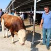 1 tonluk Herkül 16 bin liraya satıldı