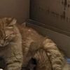 Anne kedi yavrularını doktora götürdü Anne kedi yavrularını doktora götürdü
