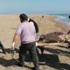﻿Caretta caretta ölüsü kıyıya vurdu