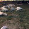 Köpekleri zehirleyen zanlılar yakalandı Köpekleri zehirleyen zanlılar yakalandı
