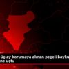 Denizli de üç ay korumaya alınan peçeli baykuş, özgürlüğüne ... Denizli de üç ay korumaya alınan peçeli baykuş, özgürlüğüne ...