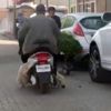 Koyunu motosikletle taşıdı