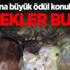 Başlarına büyük ödül konulmuştu! Köpekler buldu