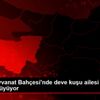 Bursa Hayvanat Bahçesi nde deve kuşu ailesi yeni üyelerle ... Bursa Hayvanat Bahçesi nde deve kuşu ailesi yeni üyelerle ...