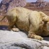 43 bin 500 yıllık mağara aslanı klonlanacak