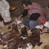 Üçüz buzağı şaşırttı Üçüz buzağı şaşırttı