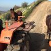 Traktörün giremediği araziler, atlarla sürülüyor Traktörün giremediği araziler, atlarla sürülüyor