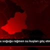 Dondurucu soğuğa rağmen su kuşları göç etmedi - KARS Dondurucu soğuğa rağmen su kuşları göç etmedi - KARS