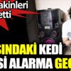 ﻿Luna adlı kedi polisi alarma geçirdi