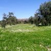 ANTALYA-Zeytinpark ta papatya şöleni ANTALYA-Zeytinpark ta papatya şöleni