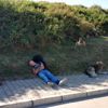 Can dostlarından ibretlik hareket Can dostlarından ibretlik hareket