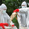 Kuş gribi yine can aldı Kuş gribi yine can aldı