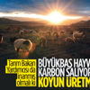 Ayşe Ayşin Işıkgece: Karbon salınımı nedeniyle koyun üretilecek Ayşe Ayşin Işıkgece: Karbon salınımı nedeniyle koyun üretilecek