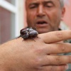 Türkiye böcek avına çıktı! Türkiye böcek avına çıktı!