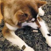 Köpeğine iki altın Apple Watch aldı Köpeğine iki altın Apple Watch aldı
