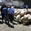 Doğu da hayvan pazarlarında arife yoğunluğu Doğu da hayvan pazarlarında arife yoğunluğu