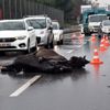Antalya'da yürek burkan görüntü Antalya'da yürek burkan görüntü