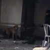 Sahibini ölümünde bile yalnız bırakmadı Sahibini ölümünde bile yalnız bırakmadı