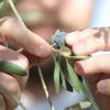 Zeytin aşktır, zeytinyağı tadı, Ayvalık mekânı Zeytin aşktır, zeytinyağı tadı, Ayvalık mekânı