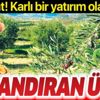 Kazandıran üçlü: Zeytin, ceviz, badem