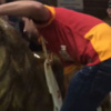 Galatasaray'ın aslan heykelini çalıp, metrobüsle götürdüler Galatasaray'ın aslan heykelini çalıp, metrobüsle götürdüler