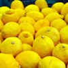 Fiyatı düşen limon "yatağa" girdi Fiyatı düşen limon "yatağa" girdi