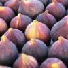 Kraliyet Ailesi’nin inciri yola hazır Kraliyet Ailesi’nin inciri yola hazır