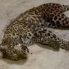 Çin'de leopar paniği Çin'de leopar paniği
