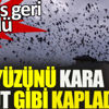 ﻿Kargalar şehrin üstünü kara bulut gibi kapladı