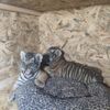 Türkiye’nin 2 Bengal kaplanı daha oldu Türkiye’nin 2 Bengal kaplanı daha oldu