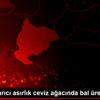 Son dakika haberi! Bilecikli arıcı asırlık ceviz ağacında ...
