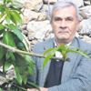 12 mango ağacından 45 bin TL 12 mango ağacından 45 bin TL