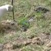 İguanaya kafa tutan köpeğin acıklı sonu İguanaya kafa tutan köpeğin acıklı sonu