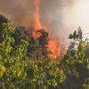 Gebze'de orman yangını çıktı