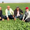 Ispanak tarlada 80 kuruşa düştü Ispanak tarlada 80 kuruşa düştü