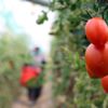 Türk domatesine müşteri çok Türk domatesine müşteri çok