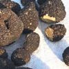 Trüf mantarı ülke ekonomisine kazandırılıyor